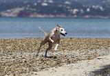 WHIPPET 018